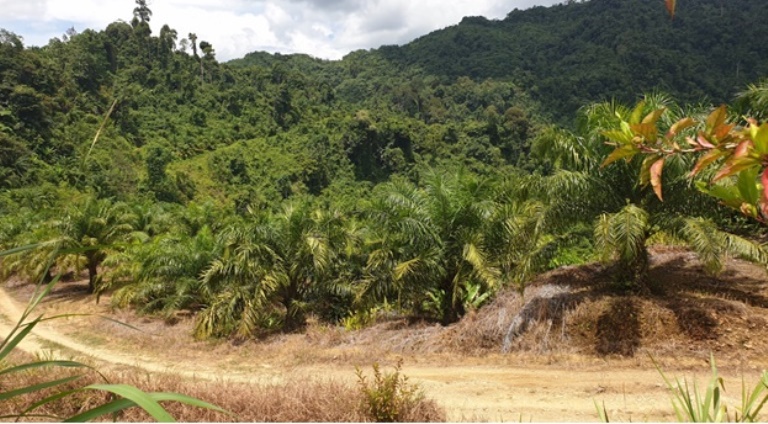 Oil Palm Plantation @ Tinjar, Miri