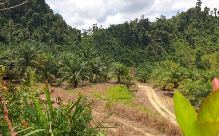 Oil Palm Plantation @ Tinjar, Miri