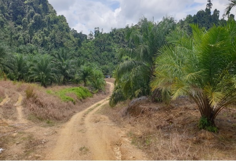 Oil Palm Plantation @ Tinjar, Miri