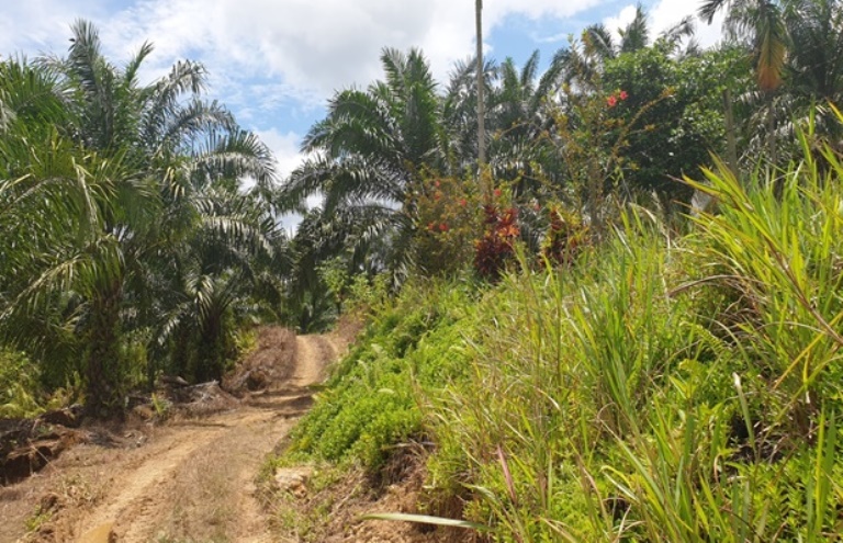 Oil Palm Plantation @ Tinjar, Miri