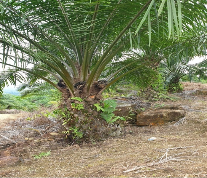 Oil Palm Plantation @ Tinjar, Miri