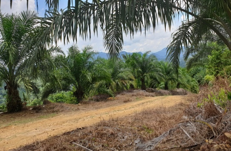 Oil Palm Plantation @ Tinjar, Miri