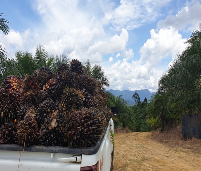 Oil Palm Plantation @ Tinjar, Miri