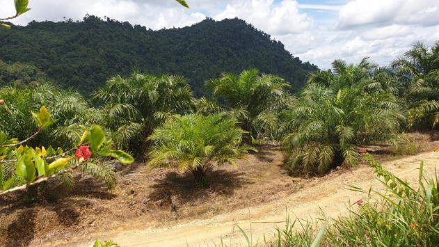 Oil Palm Plantation @ Tinjar, Miri